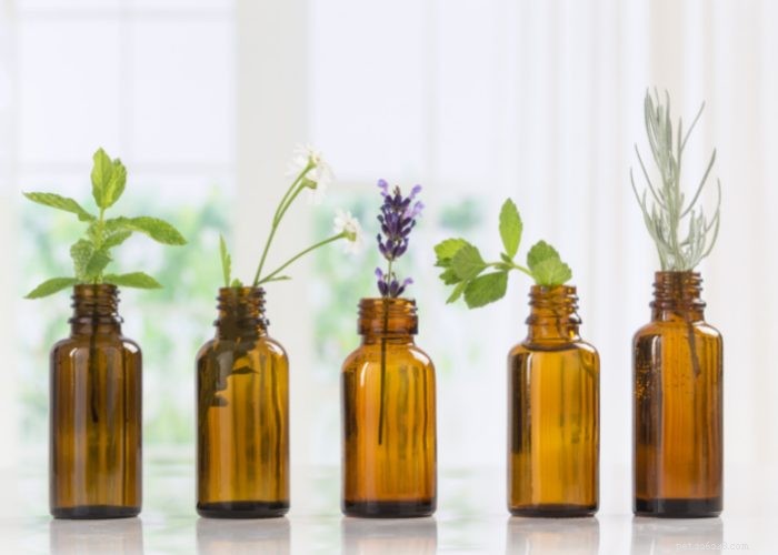 Top 7 Natural Dog Mosquito Repellents for Safe Outdoor Adventures