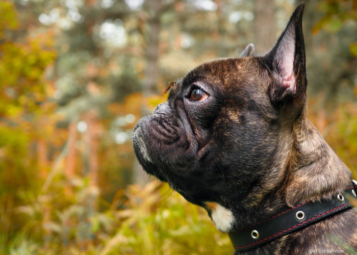 Top 7 Natural Dog Mosquito Repellents for Safe Outdoor Adventures