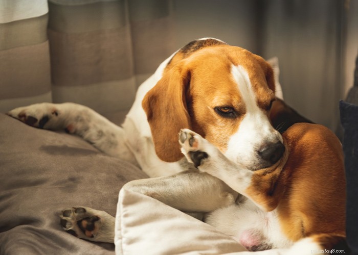 Top 7 Natural Dog Mosquito Repellents for Safe Outdoor Adventures