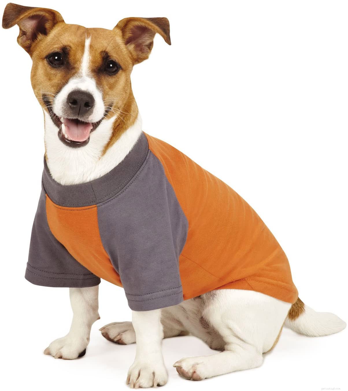 Top 7 Natural Dog Mosquito Repellents for Safe Outdoor Adventures