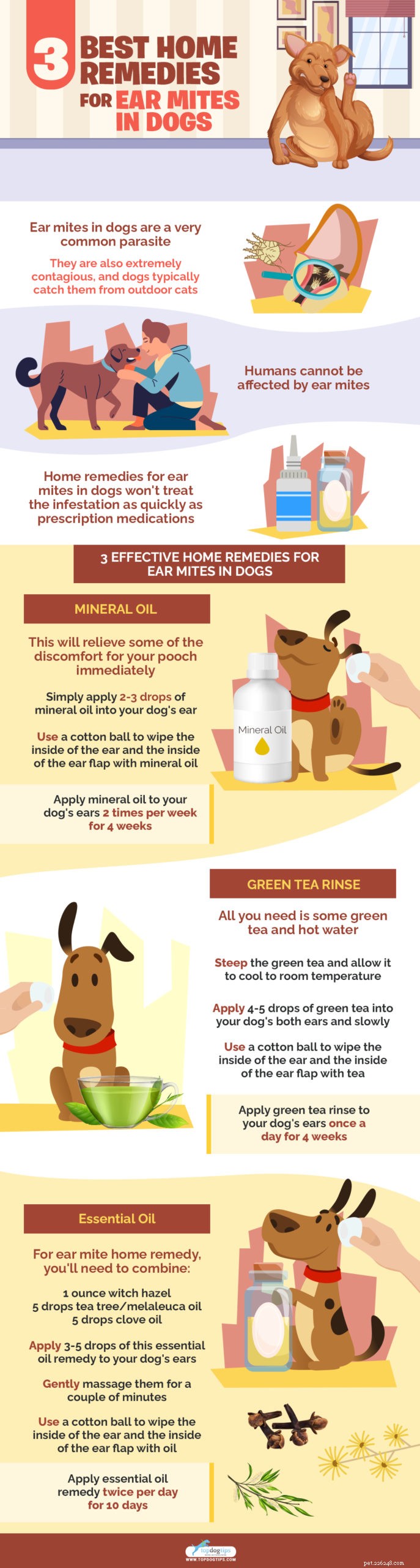 Top 3 Natural Solutions to Eliminate Ear Mites in Dogs Safely
