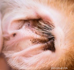Top 3 Natural Solutions to Eliminate Ear Mites in Dogs Safely