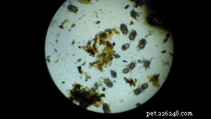 Top 3 Natural Solutions to Eliminate Ear Mites in Dogs Safely