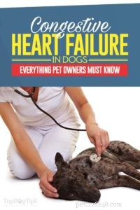 10 Essential Steps to Manage Congestive Heart Failure in Your Senior Dog