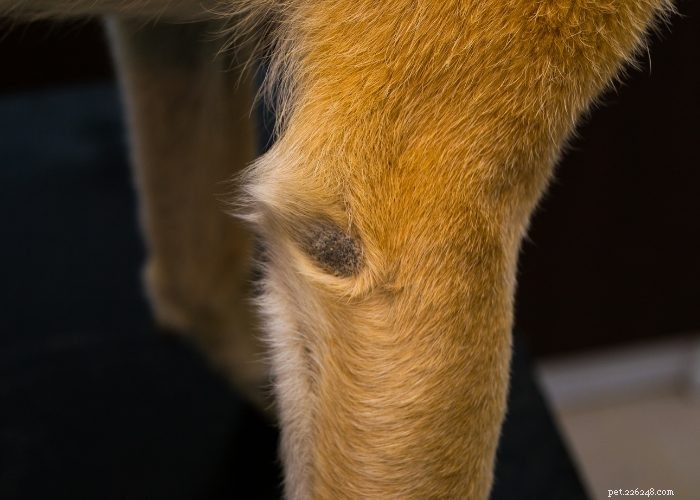 Dog Folliculitis: 10 Common Causes & Effective Treatments