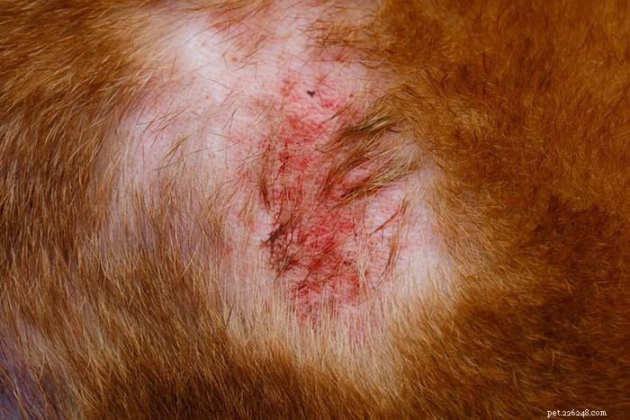 Dog Folliculitis: 10 Common Causes & Effective Treatments
