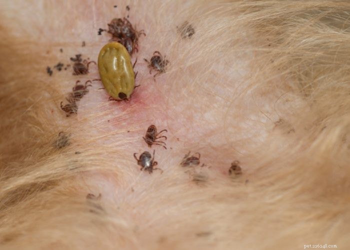 Dog Folliculitis: 10 Common Causes & Effective Treatments