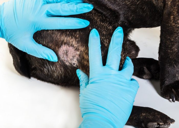 Dog Folliculitis: 10 Common Causes & Effective Treatments