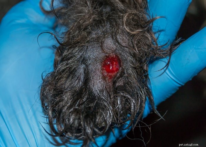Dog Folliculitis: 10 Common Causes & Effective Treatments