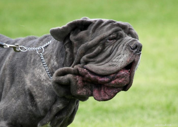 Dog Folliculitis: 10 Common Causes & Effective Treatments