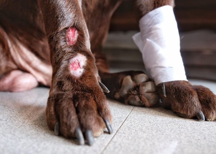 Dog Folliculitis: 10 Common Causes & Effective Treatments