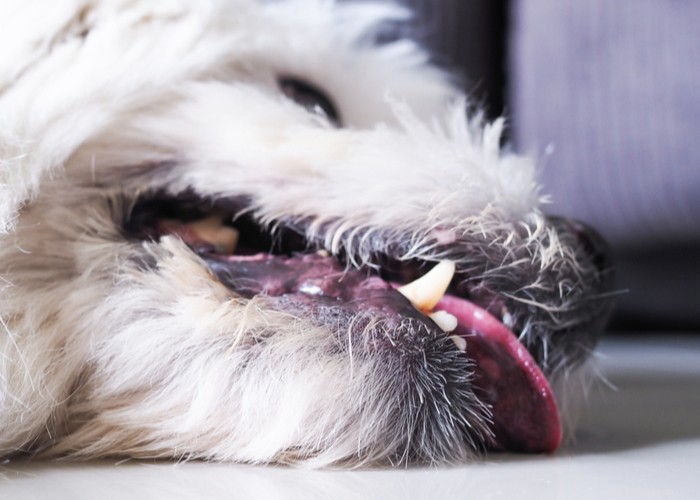How CBD Can Help Manage Dog Seizures: Evidence, Benefits & Safety