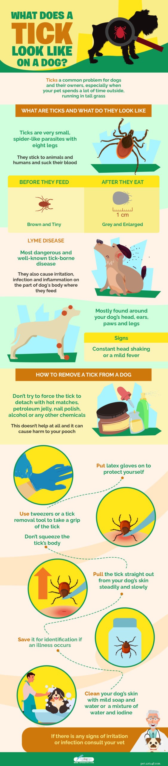 How to Identify and Remove Ticks from Your Dog: A Quick Guide
