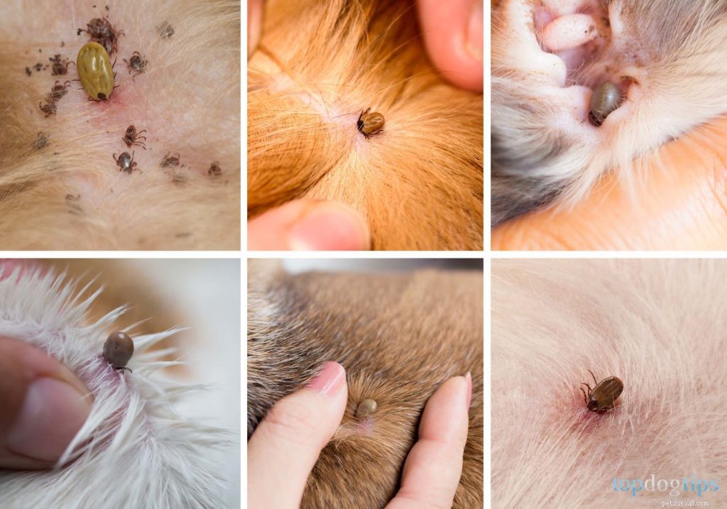 How to Identify and Remove Ticks from Your Dog: A Quick Guide