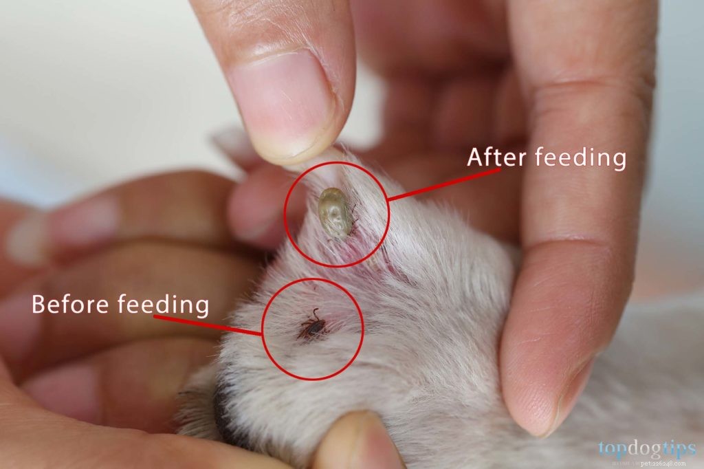 How to Identify and Remove Ticks from Your Dog: A Quick Guide