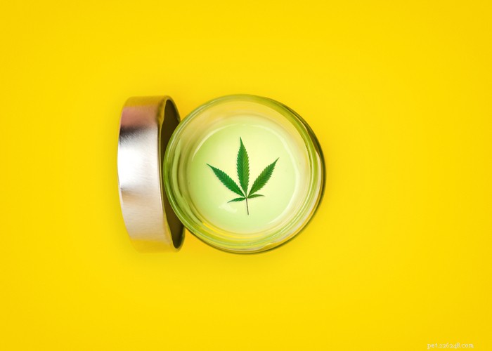 CBD Dog Balm: Safety, Benefits & How It Helps Your Pet s Skin