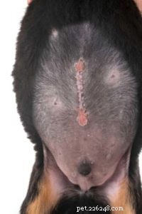 5 Common Complications to Watch After Your Dog’s Spay Surgery