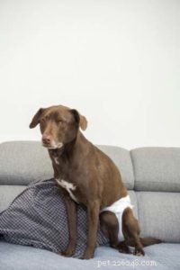 5 Common Complications to Watch After Your Dog’s Spay Surgery