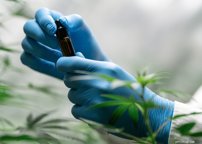 Where to Buy CBD Oil for Dogs: Trusted Sources & Tips