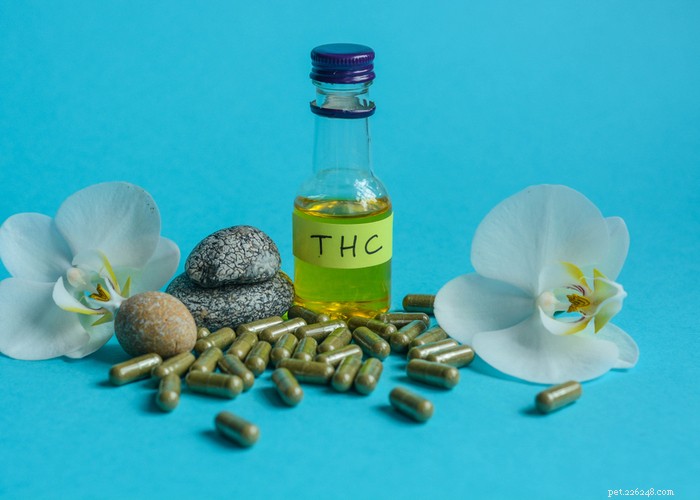 Where to Buy CBD Oil for Dogs: Trusted Sources & Tips