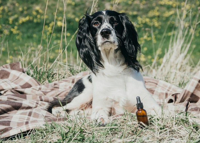 Where to Buy CBD Oil for Dogs: Trusted Sources & Tips