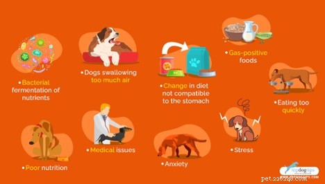 Effective Techniques to Relieve Excess Gas in Dogs