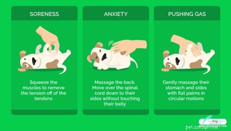 Effective Techniques to Relieve Excess Gas in Dogs
