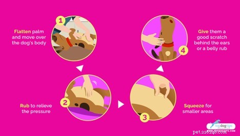 Effective Techniques to Relieve Excess Gas in Dogs