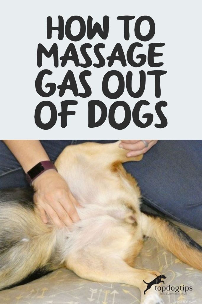 Effective Techniques to Relieve Excess Gas in Dogs