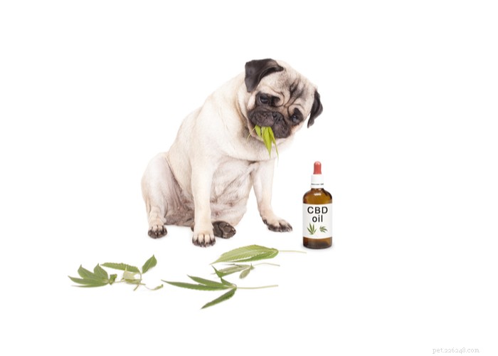 Can Your Vet Legally Prescribe CBD Oil for Pets?