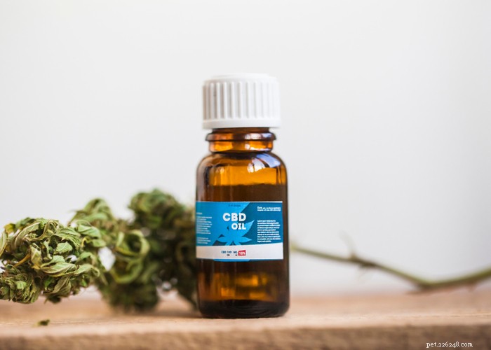 CBD Oil COA for Dogs: What to Look for and Why It Matters