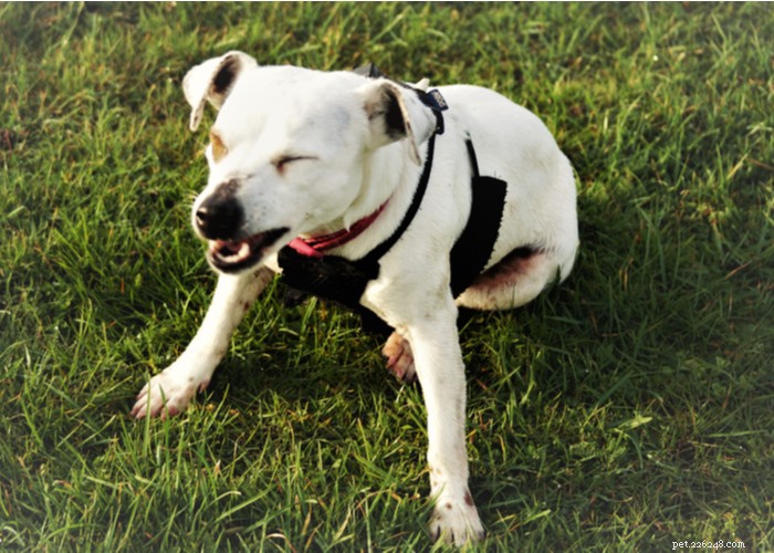 Understanding Reverse Sneezing in Dogs: Causes, Symptoms, and Effective Treatments