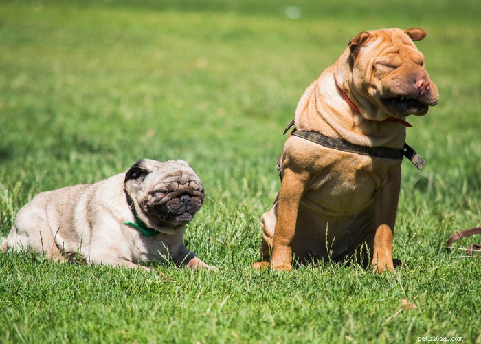 Understanding Reverse Sneezing in Dogs: Causes, Symptoms, and Effective Treatments