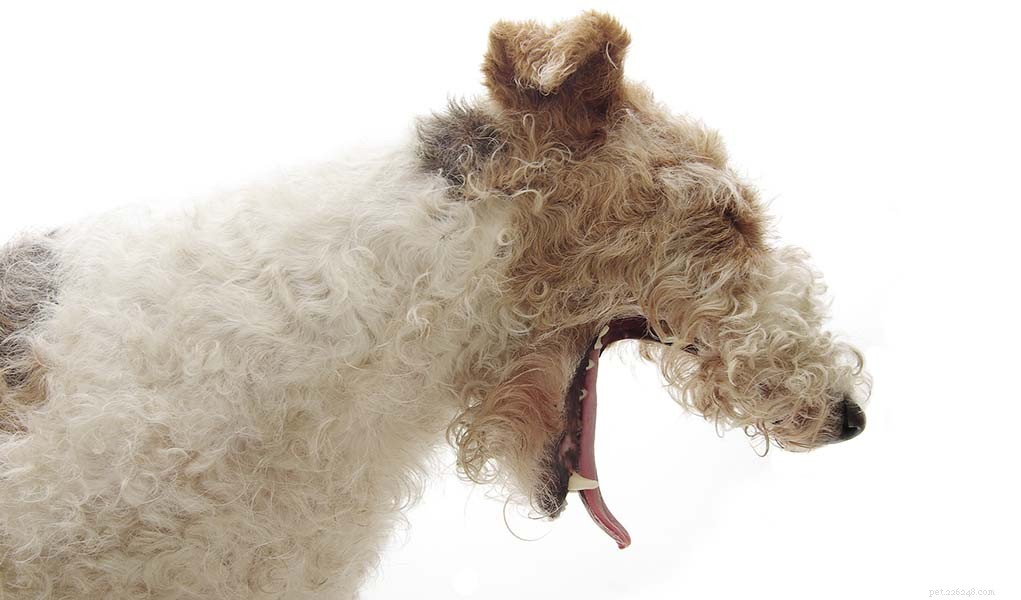 Effective Home Care Tips for Treating Your Dog s Cough—Veterinary Visit Not Required