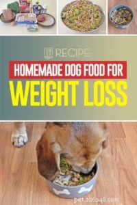 Healthy Homemade Dog Food for Weight Loss: A Proven Recipe