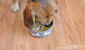 Healthy Homemade Dog Food for Weight Loss: A Proven Recipe
