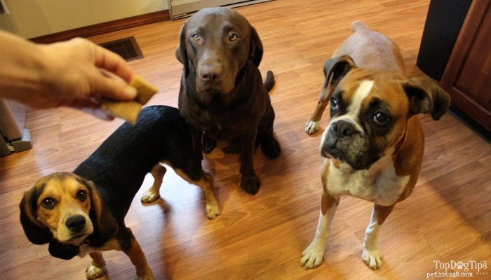 Homemade Peanut Butter Dog Treats: Simple, Safe, and Delicious