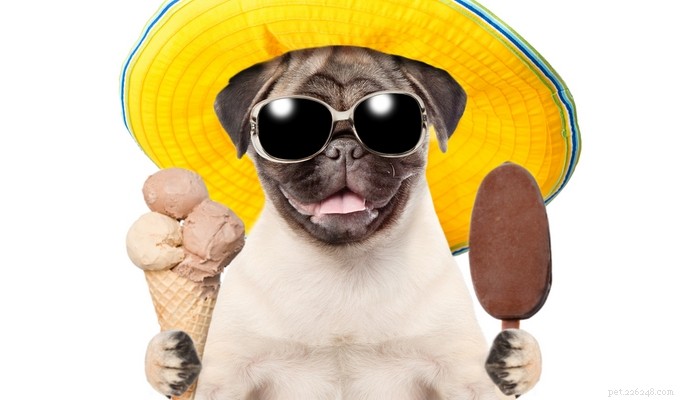 Cool & Healthy Frozen Dog Treats to Beat the Heat