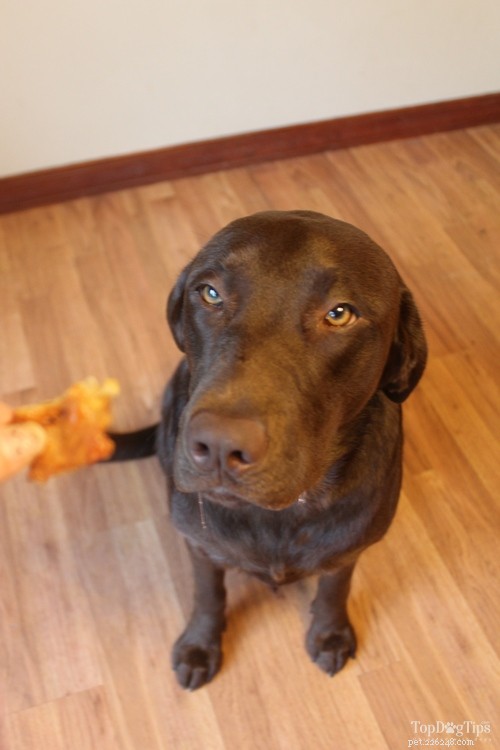 Homemade Chicken Jerky Dog Treats: Healthy, Easy & Budget-Friendly