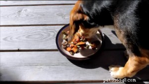 Healthy Leftover Trail Mix Recipe for Dogs