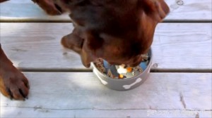 Homemade Dog Meatloaf: Simple, Healthy & Nutritious