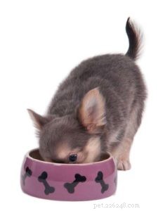 Tailored Dog Food Recipes for Every Life Stage (Plus a Sweet Treat)