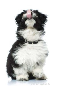 Tailored Dog Food Recipes for Every Life Stage (Plus a Sweet Treat)