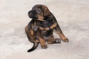 Homemade Dog Food Recipe for Sensitive Skin: Safe, Natural Relief