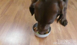 Homemade Dog Food for IBD, IBS & Colitis: Vet‑Approved, Nutritious & Gentle