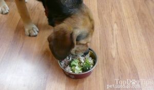 Pancreatitis‑Friendly Homemade Dog Food: A Gentle, Nutritious Recipe