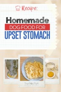 Homemade Dog Food Recipe for an Upset Stomach