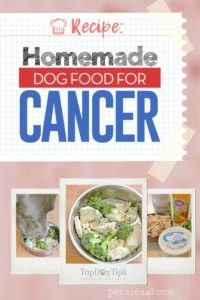 Nutrient-Packed Homemade Dog Food for Dogs with Cancer