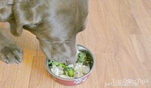 Nutrient-Packed Homemade Dog Food for Dogs with Cancer