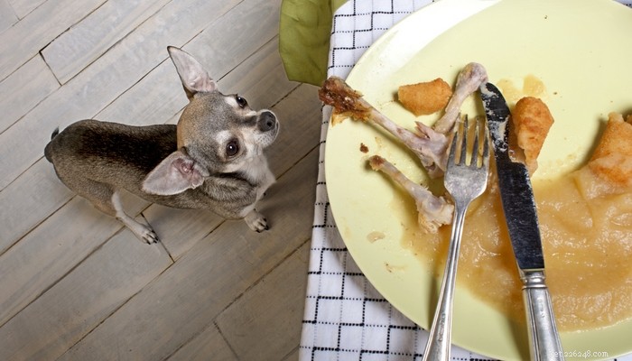 8 Safe Thanksgiving Dinner Ideas for Dogs Using Leftovers